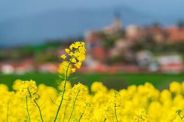 Fleur de colza en gros plan, sous le soeil, devant un village en arrière plan