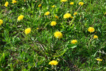 dandelion in the grass with yellow flowers in the foreground