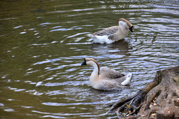 two geese are swimming in a pond with some tree roots  