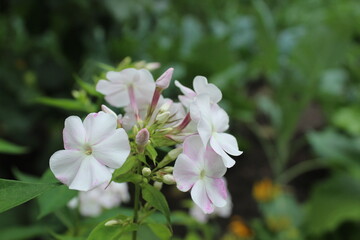 Chinese carnation white close-up. Summer flowers for a flower bed