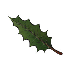 Fototapeta premium Christmas mistletoe branch with leaves in color isolated on white background. Sketch style. Great for various New Year and Christmas themed designs. Christmas plant. Christmas design element.
