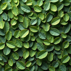 Obraz premium Dense green leaves background with copy space
