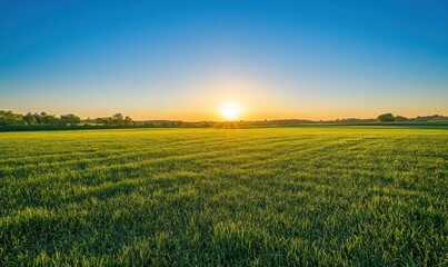 Sunrise over a vast green grassy field with a clear blue sky and distant trees