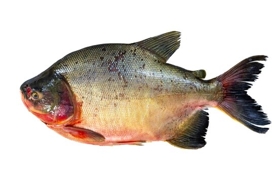 Tambaqui Colossoma macropomum traditional Brazilian freshwater fish from the Amazon and Pantanal.