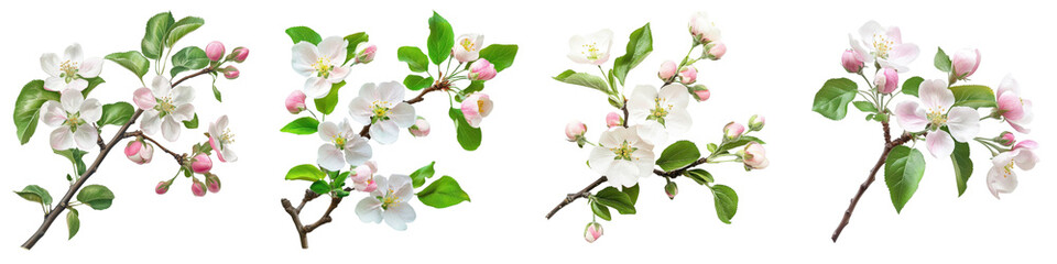 Fototapeta premium A Set of Apple Tree Branch with Blossoms and Buds Isolated on Pure Transparent Background