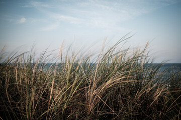 Fototapeta premium Dune landscape on the Island of Sylt