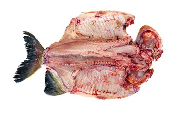 Fototapeta premium Tambaqui Colossoma macropomum traditional Brazilian freshwater fish from the Amazon and Pantanal.