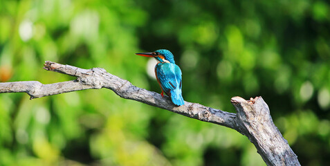 Kingfisher