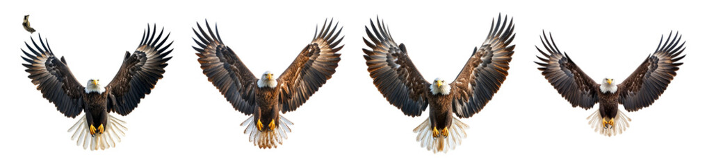 Fototapeta premium Eagle Illustrations on Transparent Background