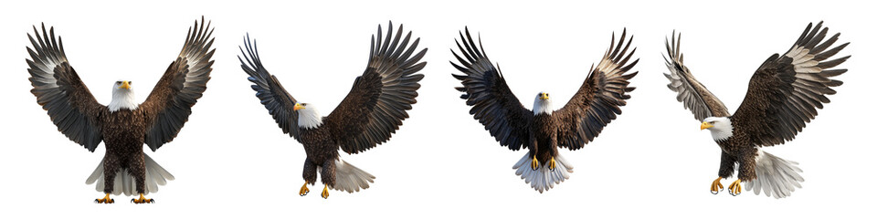 Fototapeta premium Bald Eagle Displaying Wings on Transparent Background