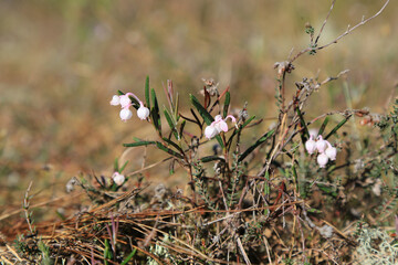 A bog rosemary with its small white and pink flowers on a bog