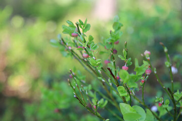 Flowering blueberry bush