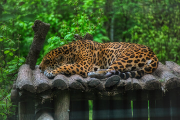 Jaguar