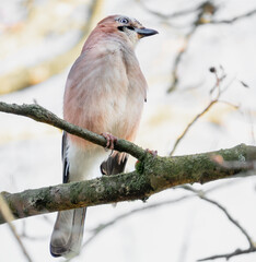 Eichelhäher im Baum