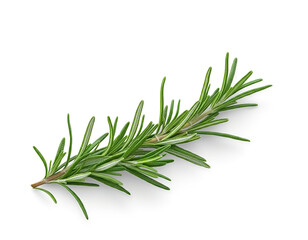 Fototapeta premium rosemary isolated on white background,