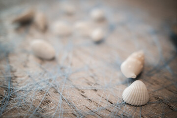 shell on the sand decoration