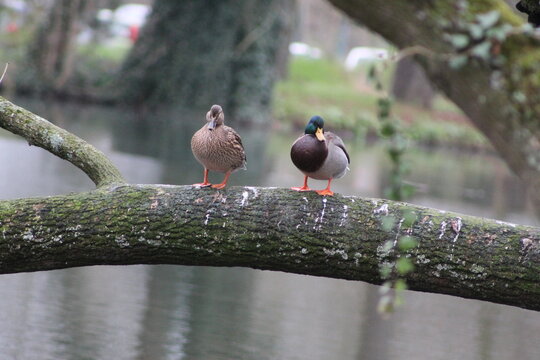 Les canards sur branche