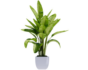 Heliconia or banana flower is a type of tropical ornamental plant, often referred to as ornamental banana. Originating from Latin America