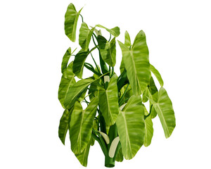Philodendron burle marx is a plant native to South America from Colombia to Ecuador and Brazil. This aroid can climb, and has green cordate leaves © Virgo Oktaviano