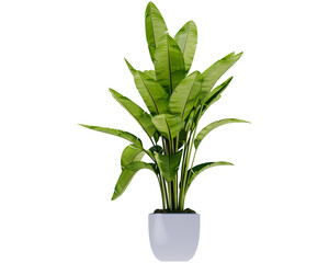 Heliconia or banana flower is a type of tropical ornamental plant, often referred to as ornamental banana. Originating from Latin America