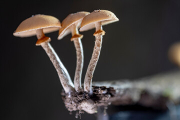 The Funeral Bell (Galerina marginata) is a deadly poisonous mushroom