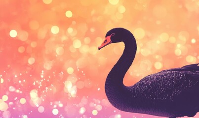 A black swan is standing in front of a blurry background