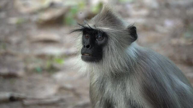 Indian gray langur up close 