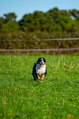 furry dog running towards the camera