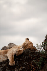  Adventures in the Ngorongoro savannah to see the wilderness life of the hippos