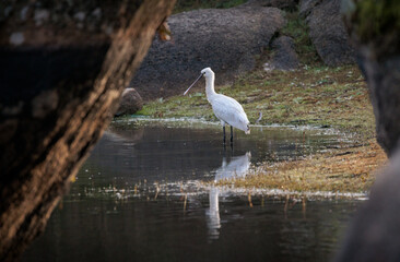 Eurasian spoonbill (Platalea leucorodia). 