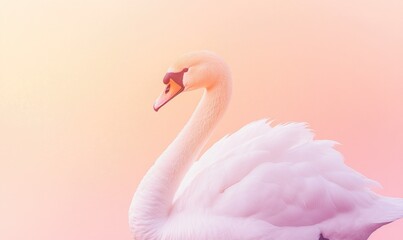 Fototapeta premium A white swan is standing on a pink background