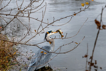 superbe h&eacute;ron tenant dans son bec un beau poisson qu'il vient juste de p&ecirc;cher dans l'&eacute;tant du plan d'eau du mas &agrave; Issoire dans le puy de d&ocirc;me