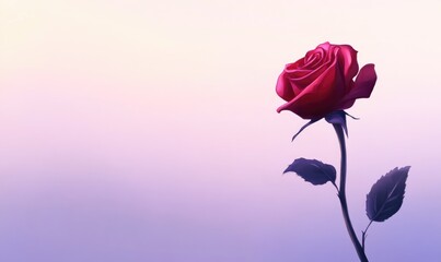 Fototapeta premium A red rose is standing in front of a purple background