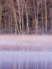 Birch trees standing tall amid frosty grass along a tranquil lake during early morning light in winter