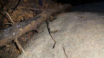 Brown grasshopper on the rock. The grasshopper is still small. Shot in a tropical rainforest.