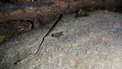 Brown grasshopper on the rock. The grasshopper is still small. Shot in the jungle.