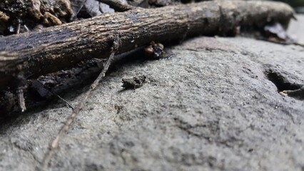 Brown grasshopper on the rock. The grasshopper is still small. Shot in the mountain.