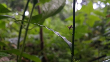 The grasshopper Acrida cinerea is still a small brown color on the plants. Shot in a tropical rainforest.