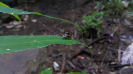 Lonely Signal fly (Scholastes cinctus) with red and white striped eyes crawling on a green leaf. Photo Shot in the jungle.