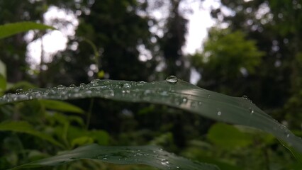 Water bubbles on plant leaves. Shot in a tropical rainforest.