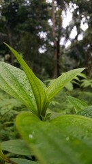 Dewdrops background on leaves. Leaf wallpaper. The beauty of nature. Shot in a tropical rainforest.
