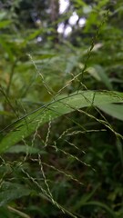 Guineagrass (megathyrsus maximus) floral background. Photo shot in a tropical rainforest. The beauty of nature.