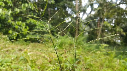 Guineagrass (megathyrsus maximus) floral background. Photo shot in the mountain. The beauty of nature.