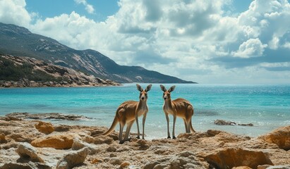 A kangaroo at Lucky Bay, part of Cape Le Grand National Park