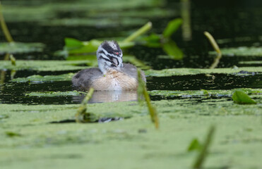 close up crested grebe from the front, young great crested grebe, great crested grebe with juvenile plumage, head water bird between feathers, beautiful striped plumage