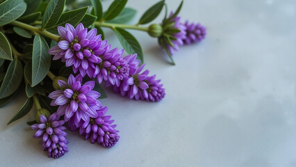 Vibrant Purple Flowers, Serene Floral Composition