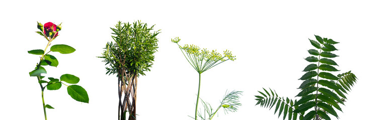 Rose plant, bush, shrub, dill and fern, foliage greenery, green leaf set isolated on white background.