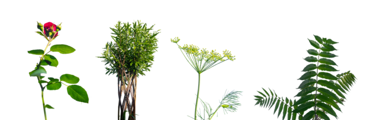 Rose plant, bush, shrub, dill and fern, foliage greenery, green leaf set isolated on white background.