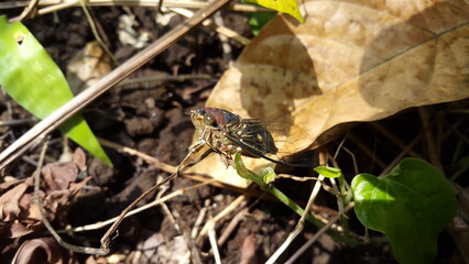 neotibicen tibicen, megatibicen auletes, dog day cicadas, cicadas, cicadae, giant cicadaInsect T auletes. The beauty of nature. Shot in a tropical rainforest.