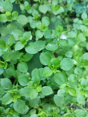 Chickweed (Stellaria media) flower